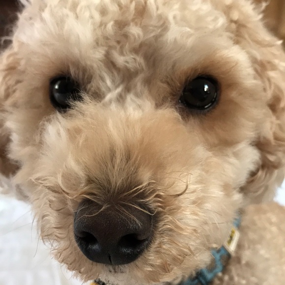 Meet your Posher, W - Picture 1 of 1